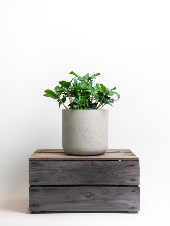 White Hellebore delivered to your door in a 3L pot.